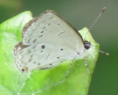 Eicochrysops hippocrates