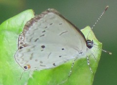 Eicochrysops hippocrates