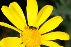 Lasioglossum sphecodoides