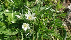 Ornithogalum lanceolatum