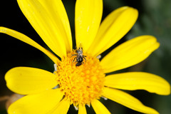 Lasioglossum sphecodoides