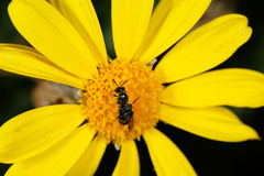 Lasioglossum sphecodoides