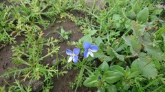 Veronica syriaca