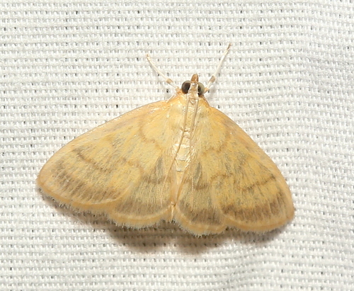 Pale-winged Crocidophora Moth photo 5