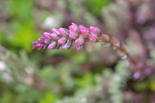 Myricaria rosea (Myricaria rosea)