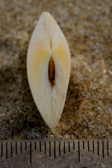 Pseudarcopagia disculus