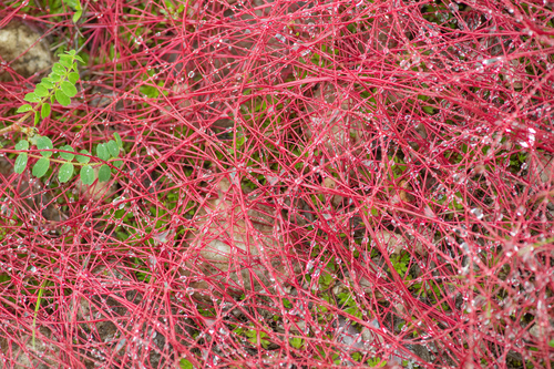 Brown's Saxifrage (Saxifraga brunonis)