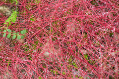 Saxifraga brunonis, photograph Morten Ross, CC BY, iNaturalist via GBIF
