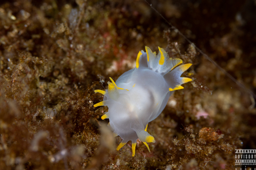 Polycera faeroensis