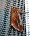 Saddleback Caterpillar Moth - Photo (c) Lena Struwe, some rights reserved (CC BY-NC), uploaded by Lena Struwe