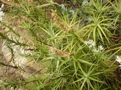 Dracophyllum secundum