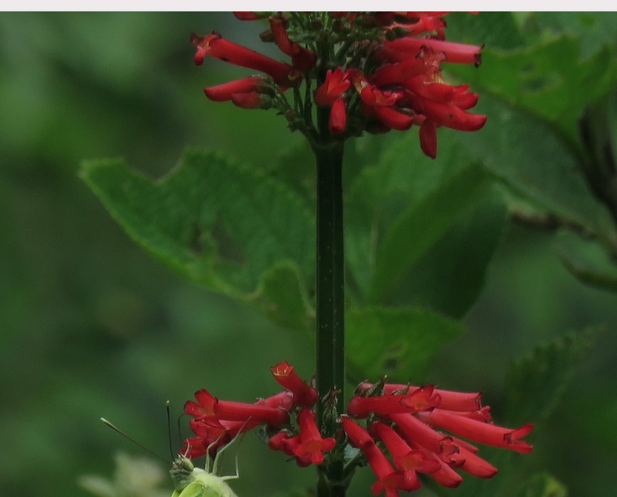 Firecracker plant