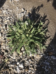 Cryptantha barbigera barbigera