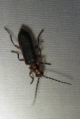 Atalantycha bilineata