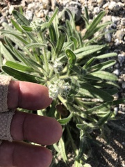 Cryptantha barbigera barbigera