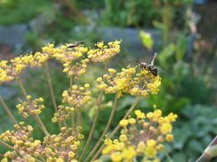 Foeniculum vulgare dulce