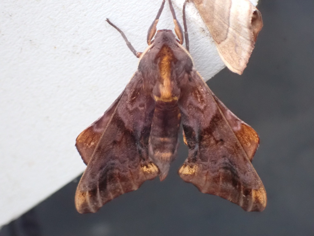 Small-eyed Sphinx from Hardwick, MA, USA on July 25, 2023 at 05:59 AM ...