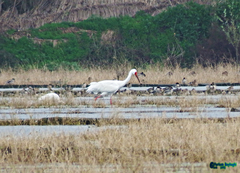 Leucogeranus leucogeranus