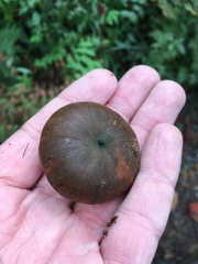 Castanopsis