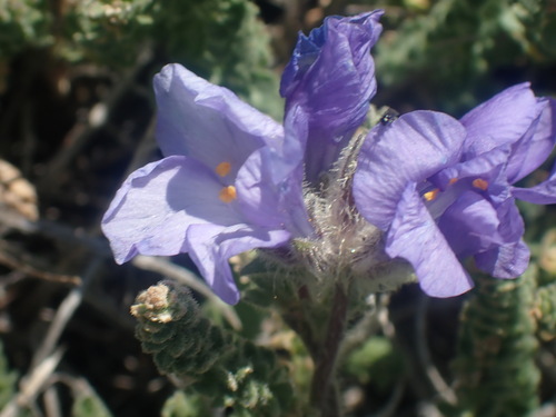 Sticky polemonium (Polemonium viscosum)