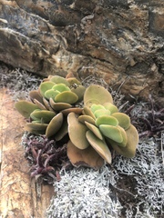 Crassula swaziensis