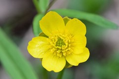 Ranunculus monophyllus