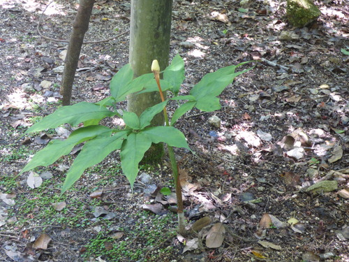 Arisaema tosaense