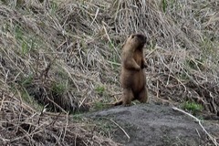 Marmota kastschenkoi