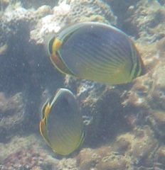 Chaetodon trifasciatus