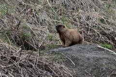 Marmota kastschenkoi