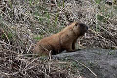 Marmota kastschenkoi