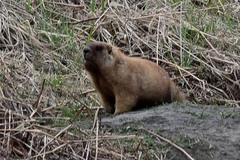 Marmota kastschenkoi