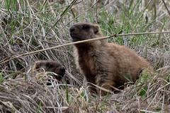 Marmota kastschenkoi