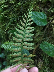 Aspleniaceae