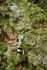 Chlorophorus miwai
