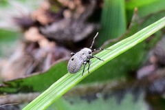Euryopicoris nitidus