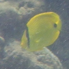 Chaetodon andamanensis
