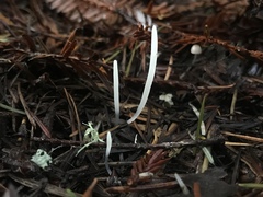 Clavaria falcata