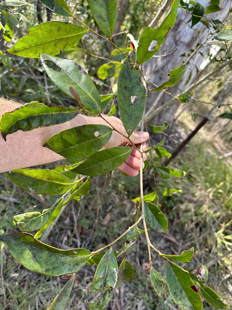 Cheese Tree in July 2023 by cwelden_ecp · iNaturalist