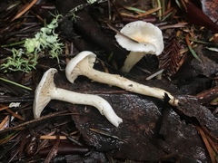 Hygrophorus pusillus