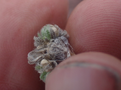 Image of Draba oligosperma by no rights reserved