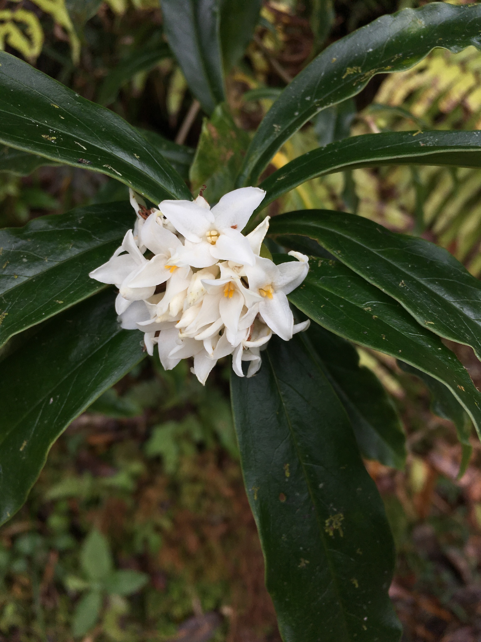 Daphne bholua (Daphne bholua)
