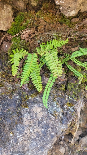 Polystichum haleakalense observed 2023-07-25