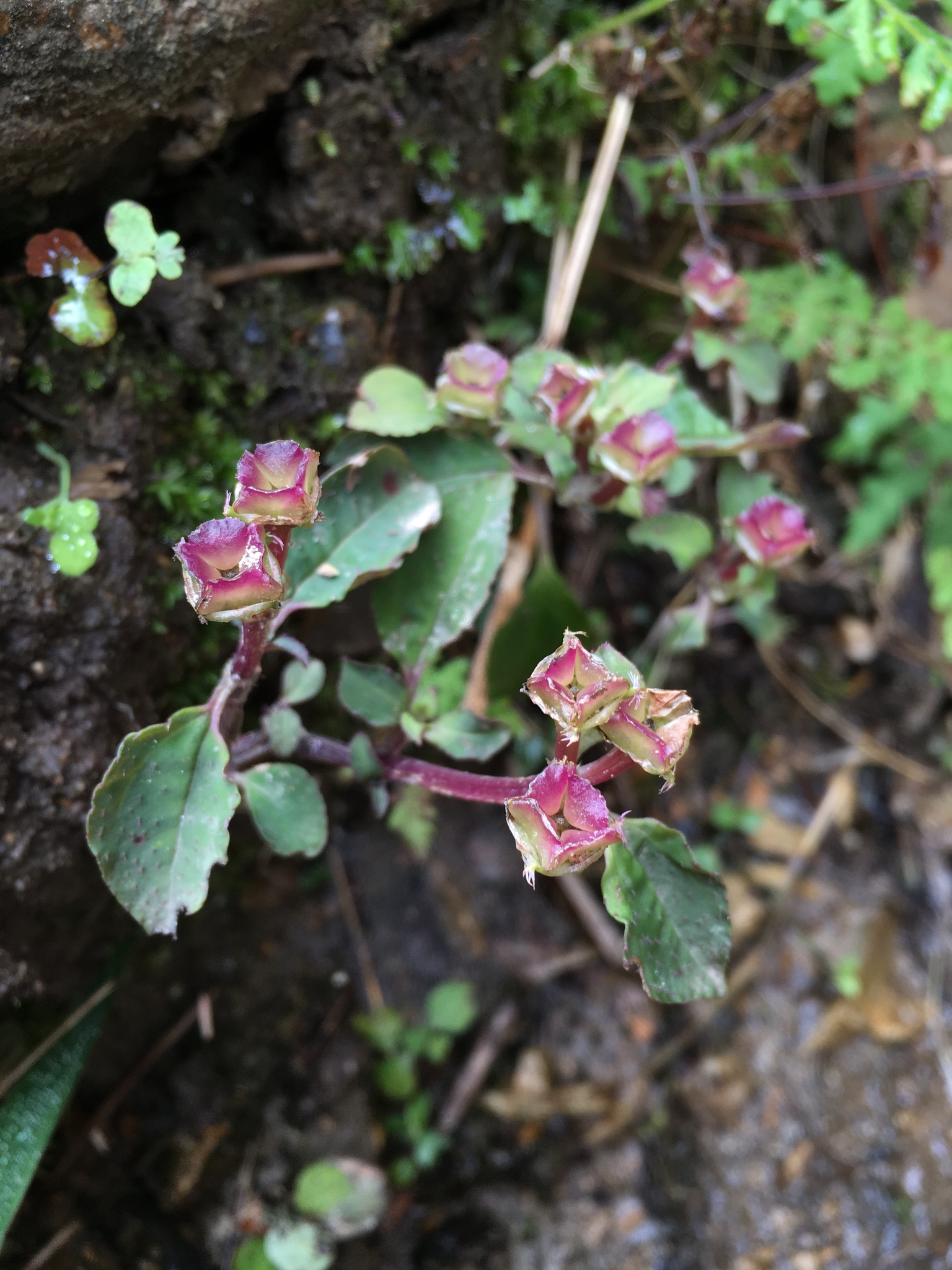 Sarcopyramis napalensis — ảnh 3