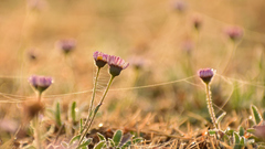 Erigeron pubescens
