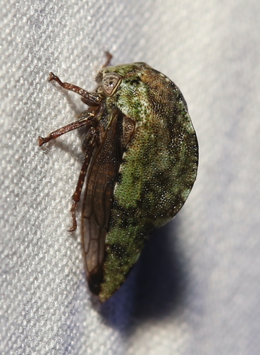 Telamona westcotti