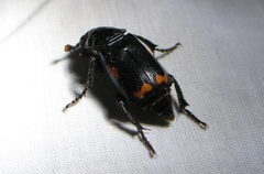 Nicrophorus pustulatus
