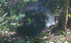Spot-Breasted Ibis photo 5
