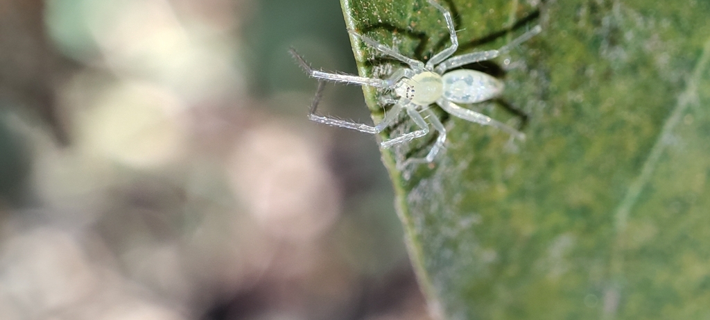 Osoriella