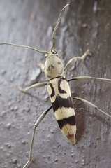 Chlorophorus signaticollis